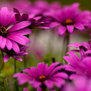 Beautiful wallpaper desktop