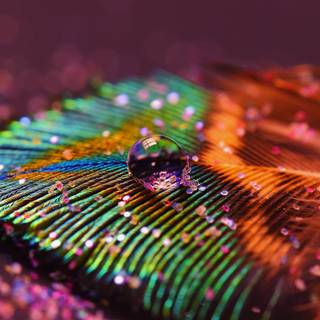 Wallpapers of peacock feathers HD 2015