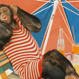 Chimpanzee wallpaper