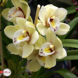 Orchid flower wallpaper