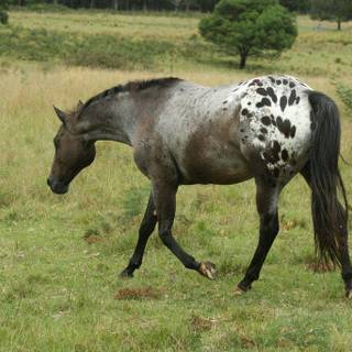 Appaloosa images