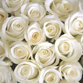 White roses pictures
