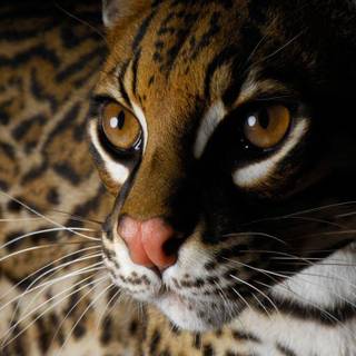 Ocelot images