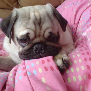 Pug puppies wallpaper