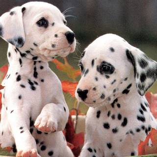 Pictures of dalmatians puppies