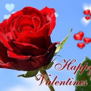 Valentines day rose images