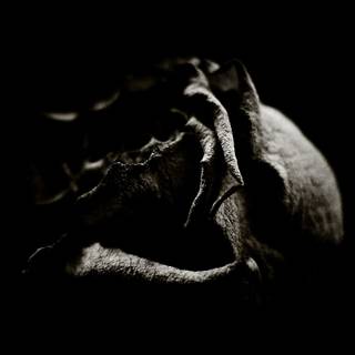 Wallpaper of black rose