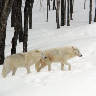 Arctic wolf wallpaper