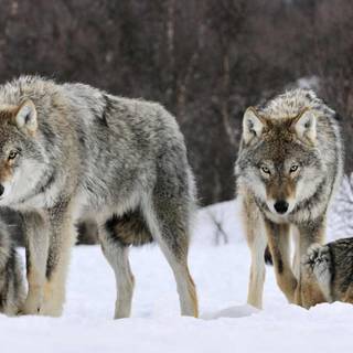 Wolf pack wallpaper