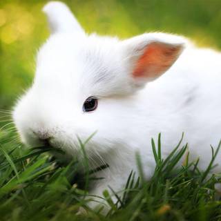 White rabbit wallpaper