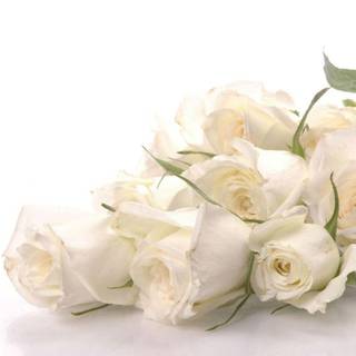 White roses background