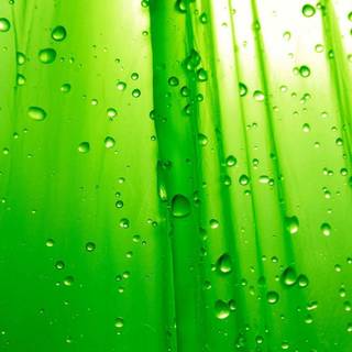 Green desktop backgrounds