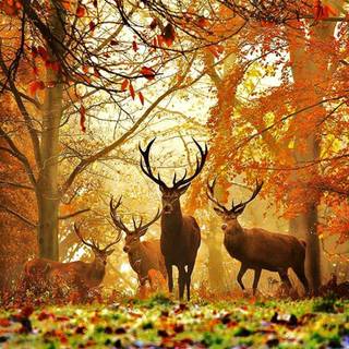 Deer hunting backgrounds