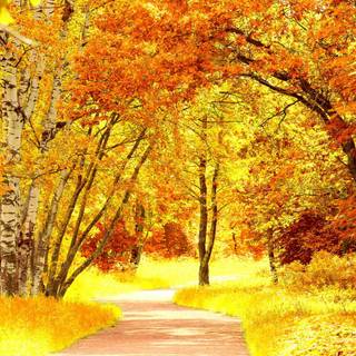 Fall scenery wallpaper