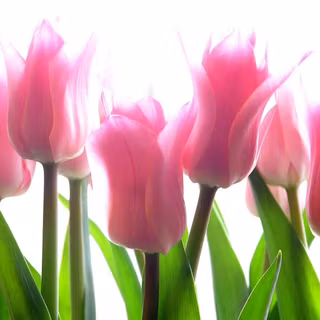 Tulip flower wallpaper