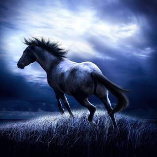Horse wallpaper images