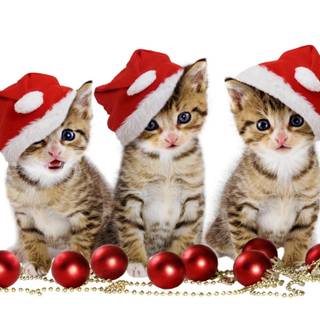 Christmas kitten wallpaper