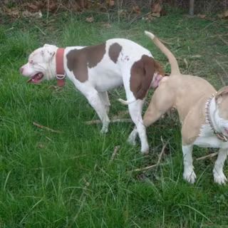 Red nose pitbull wallpaper