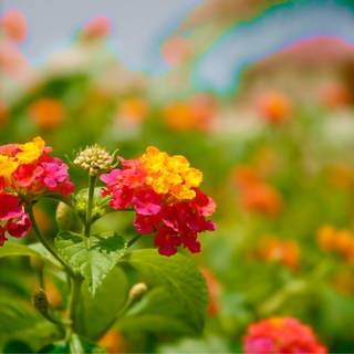 Pictures beautiful flowers