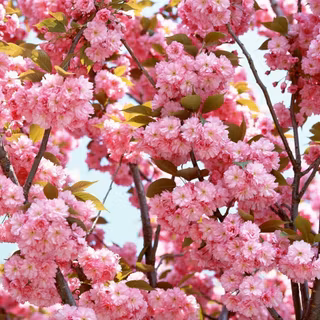 Pink flowers desktop wallpaper