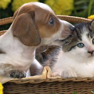 Puppies and kittens wallpaper