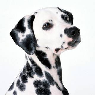 Dalmatian background