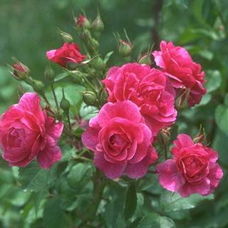 Photos of rose flower