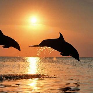 Wallpaper of dolphins