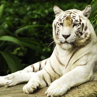 White tiger desktop wallpaper