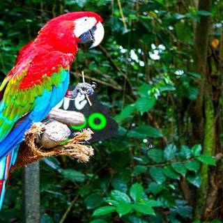 Macaw wallpaper
