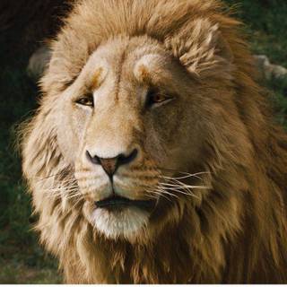 Narnia Aslan wallpaper