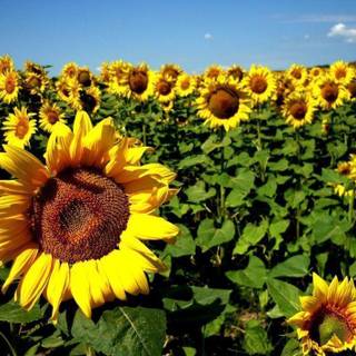 Images sunflowers