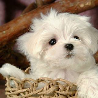 Download images of cute puppies