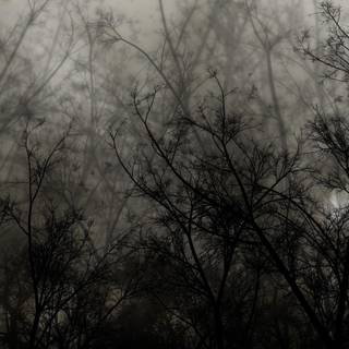 Dark forest background