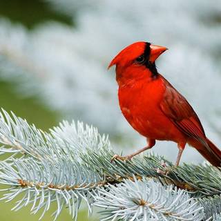 Birds desktop wallpaper