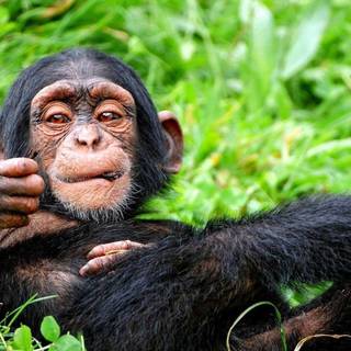 Wallpaper with animals