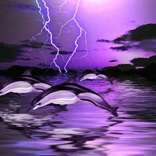 Free dolphin wallpaper