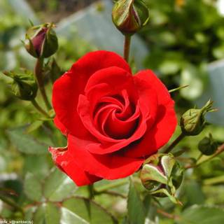 Pictures of rose flowers