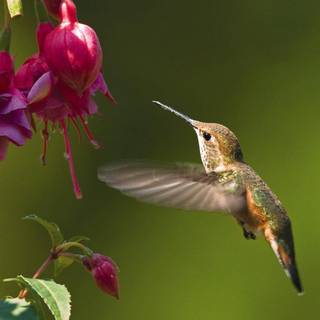 Free hummingbird screensavers