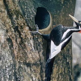 Woodpecker wallpaper