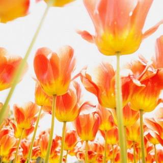 Flower wallpaper free