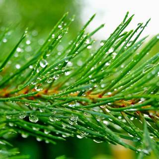 Pine tree background