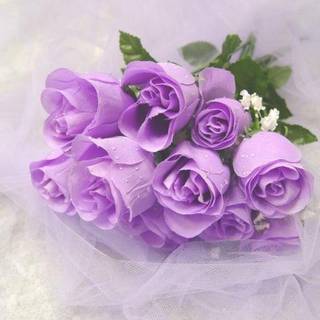Purple rose pictures