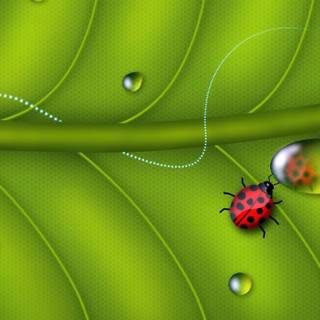 Wallpaper for laptops