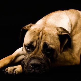 Boxer dog wallpaper