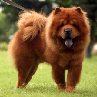 Chow Chow wallpaper