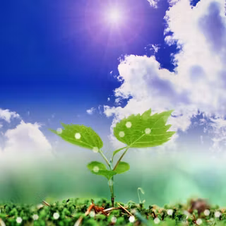 Desktop flower backgrounds