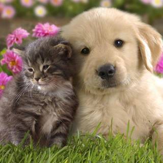 Puppy images free