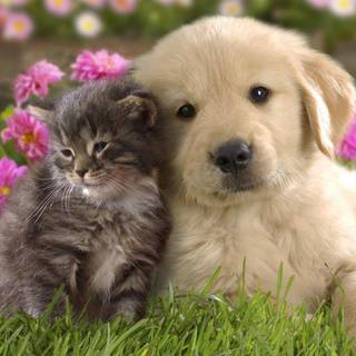 Puppy images free