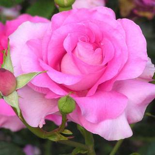 Flower wallpaper free